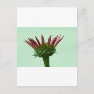 Postal Fondo De Flor De Conflor De Echinacea Rosa
