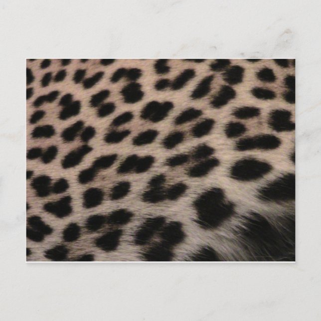 Postal Fondo de impresión de leopardo (Anverso)