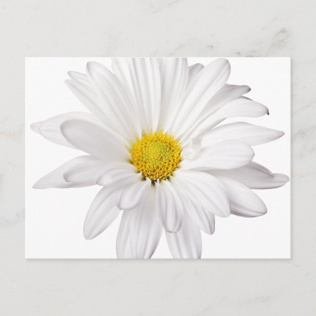 Postal Fondo de la flor de margarita blanca Daisies perso (Anverso)