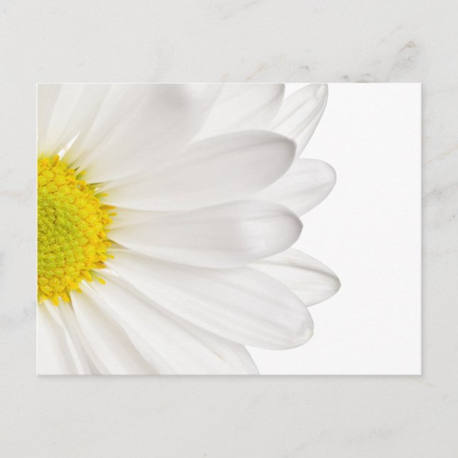 Postal Fondo de la flor de margarita blanca Daisies perso (Anverso)