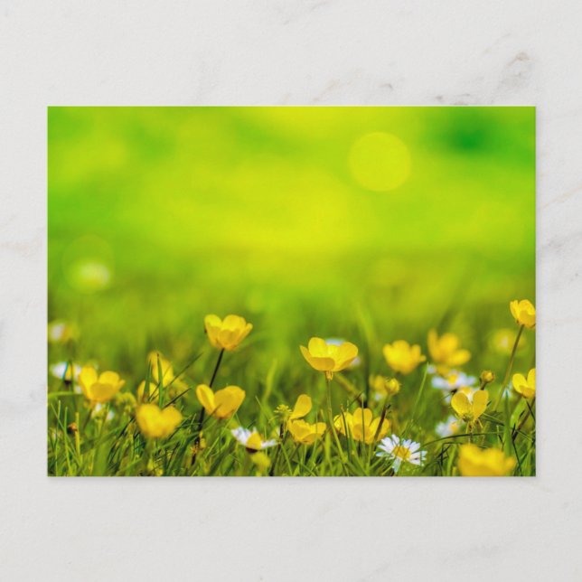 Postal Fondo de las flores de primavera (Anverso)