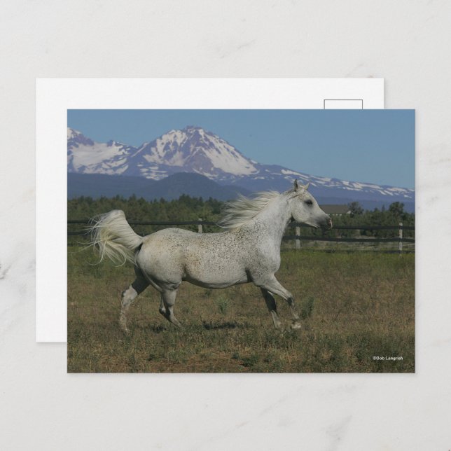 Postal Fondo de las montañas árabes gris de Bob Langrish (Anverso / Reverso)