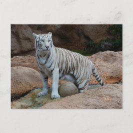 Postal Fondo de roca Tigre blanco de Bengala