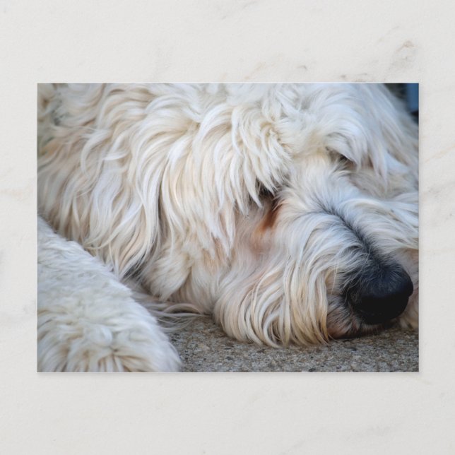 Postal Fondo Goldendoodle (Anverso)