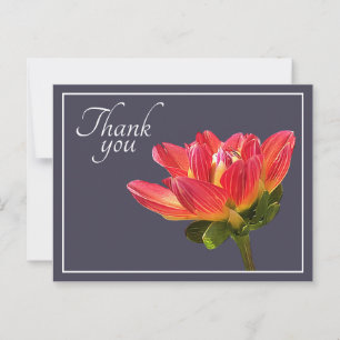 Postal Fondo gris de la flor de Dahlia roja gracias