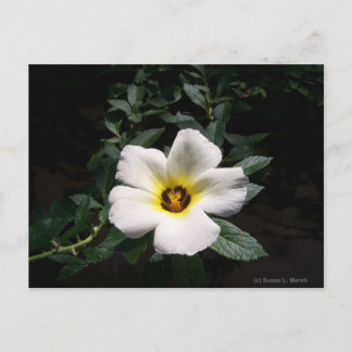 Postal Fondo oscuro de la flor del hibisco blanco