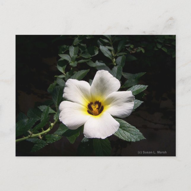 Postal Fondo oscuro de la flor del hibisco blanco (Anverso)