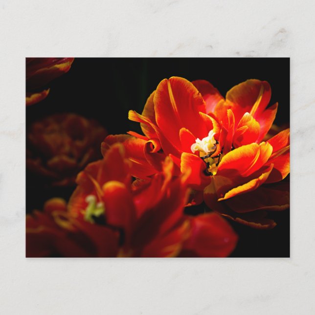 Postal Fondo oscuro de tulipanes rojos (Anverso)