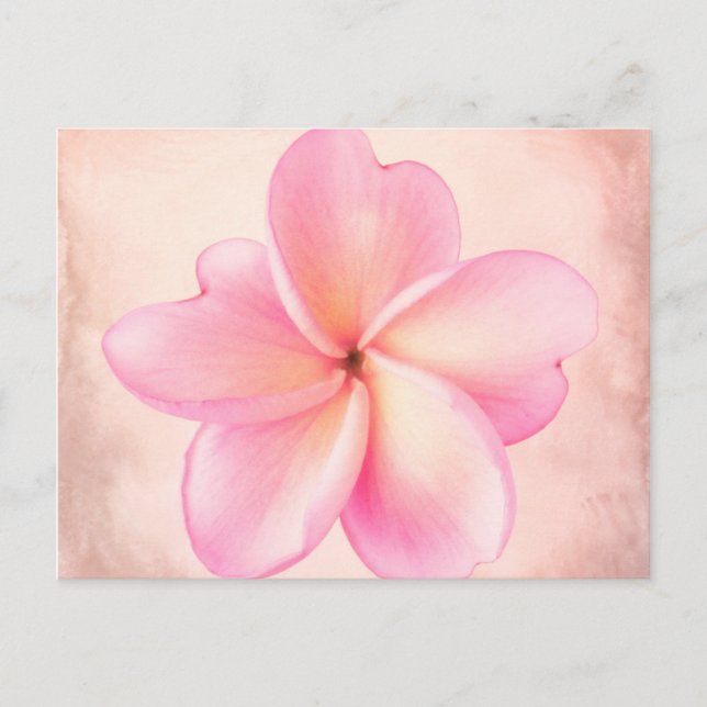 Postal Fondo rosado rosa de la flor de plumeria púrpura r (Anverso)