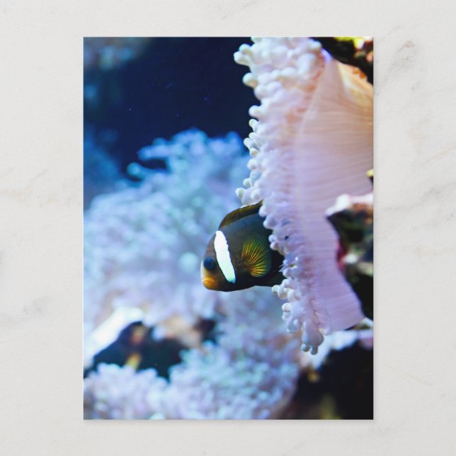 Postal Fondo submarino (Anverso)