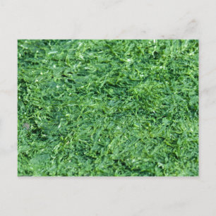 Postal Fondo verde de la Algae