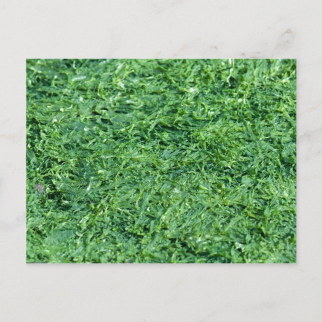 Postal Fondo verde de la Algae (Anverso)