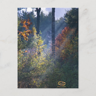 Postal Forest Morning Vermont Fall