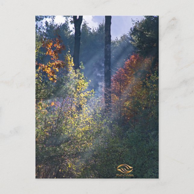 Postal Forest Morning Vermont Fall (Anverso)
