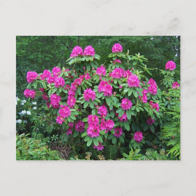 Postal Forest Rhododendron (Anverso)
