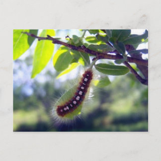 Postal Forest Tent Caterpillar 1