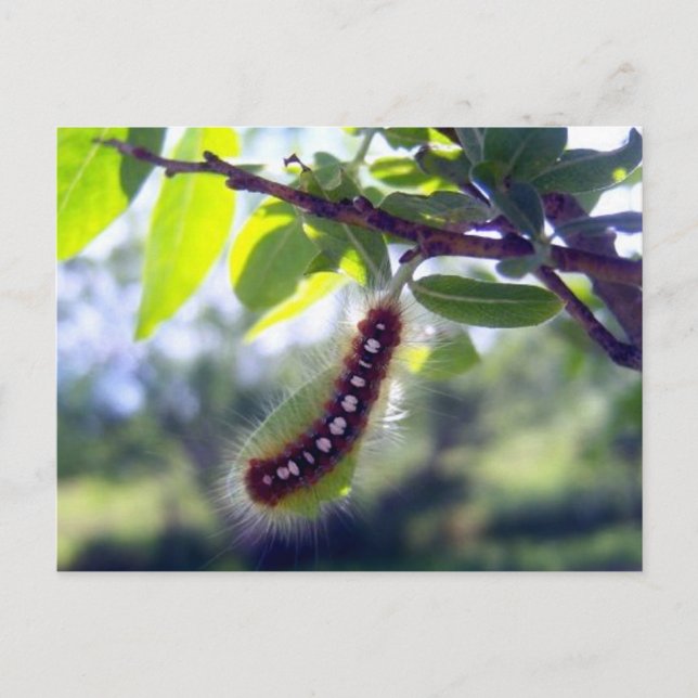 Postal Forest Tent Caterpillar 1 (Anverso)
