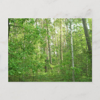 Postal Forestal verde