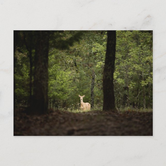 Postal Forests | A White Tailed Deer in the Woods (Anverso)