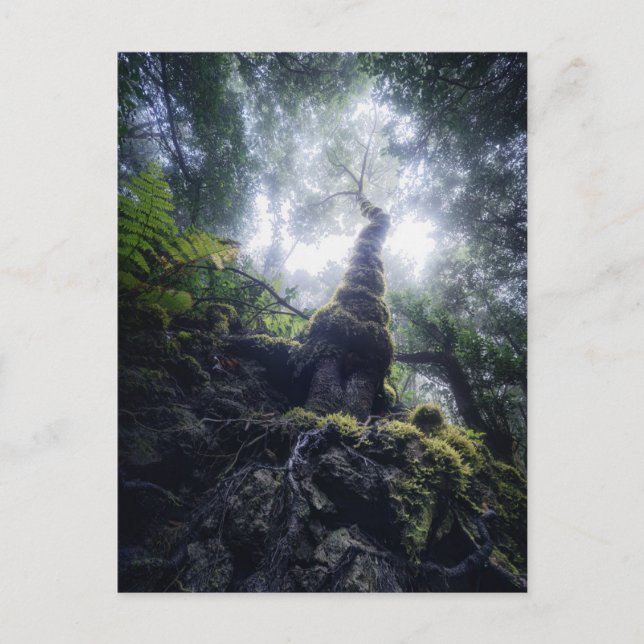 Postal Forests | Anaga Rural Park Canary Islands (Anverso)