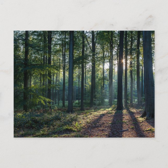 Postal Forests | Black Forest Germany (Anverso)