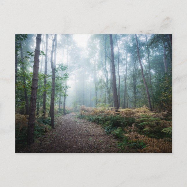 Postal Forests | Dark Foggy Woods Norfolk UK (Anverso)