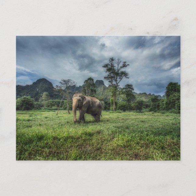 Postal Forests | Kao Sok National Park (Anverso)