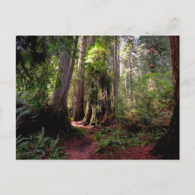Postal Forests | Redwood Forest California (Anverso)