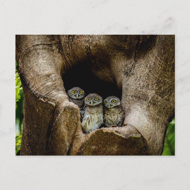 Postal Forests | Three Owls Looking (Anverso)