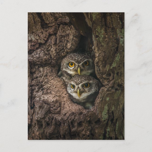 Postal Forests | Two Owls Looking (Anverso)