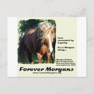 Postal ForeverMorgans Morgan Stallion