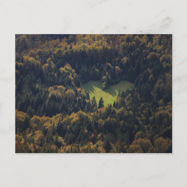 Postal Forma cardíaca en un bosque de Eslovenia (Anverso)