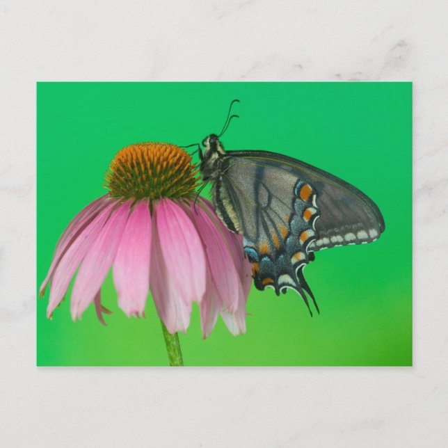 Postal Forma negra de tigre del este Swallowtail (Anverso)