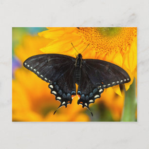 Postal Forma negra del tigre oriental