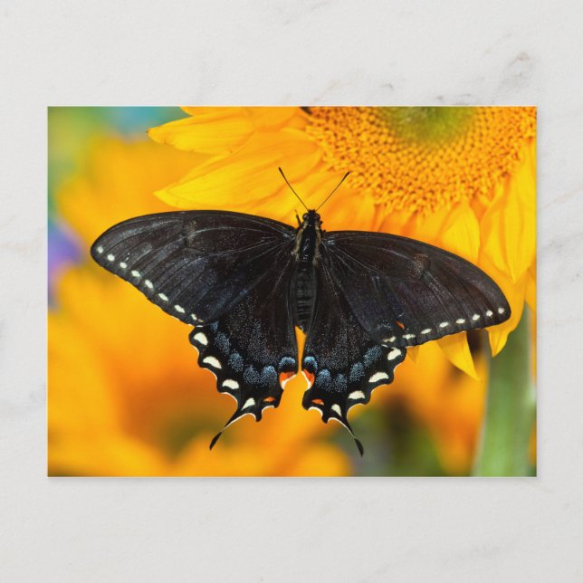 Postal Forma negra del tigre oriental (Anverso)