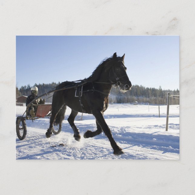 Postal Formación de caballos en un paisaje invernal, (Anverso)