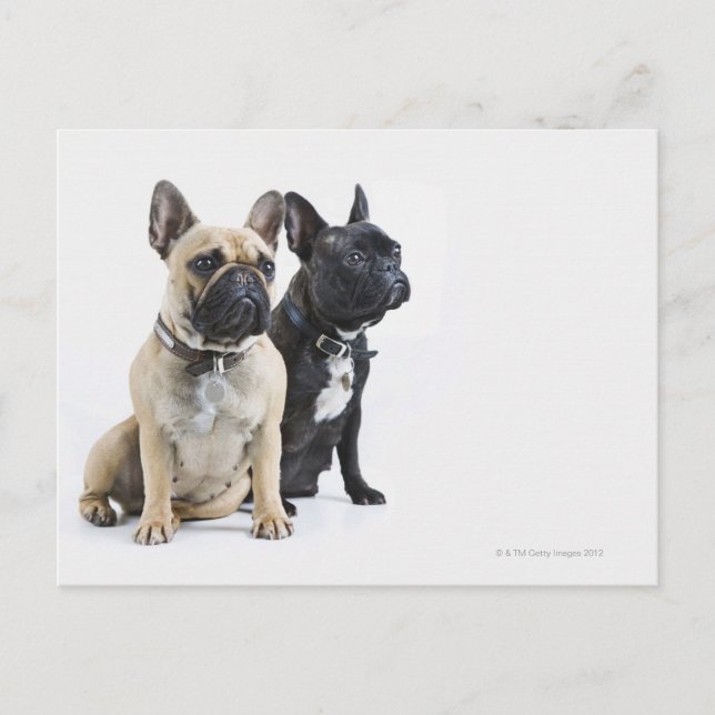 Postal Formación y obediencia de perros (Anverso)