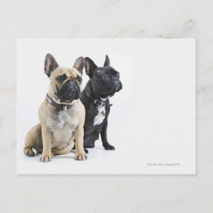 Postal Formación y obediencia de perros