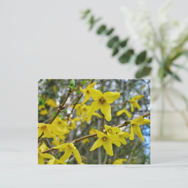 Postal Forsythia en primavera (Anverso de pie)