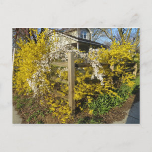 Postal Forsythia Fence