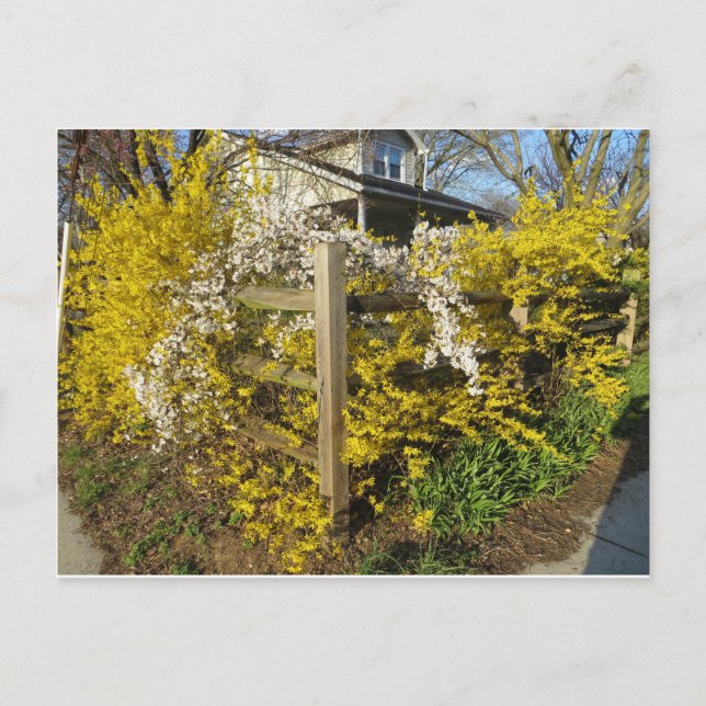 Postal Forsythia Fence (Anverso)
