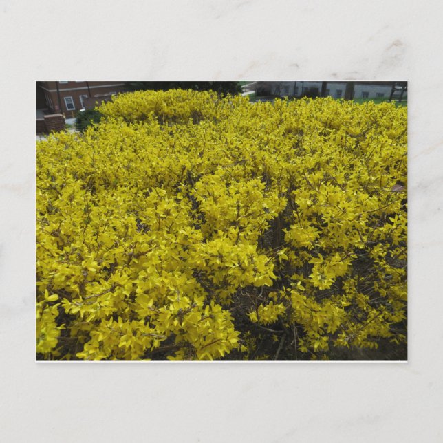 Postal Forsythia Field (Anverso)