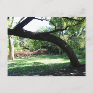Postal Fort Worth Garden Tree