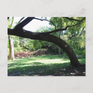 Postal Fort Worth Garden Tree