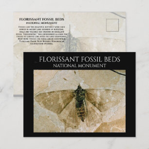 Postal Fósil de mariposa, camas fósiles florecientes, Wyo