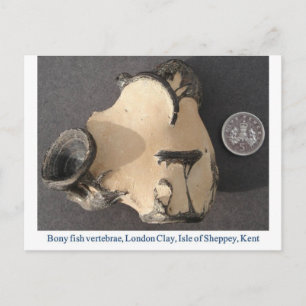 Postal Fósil de vértebras de pescado