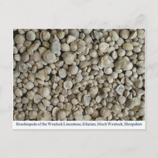 Postal Fósiles de braquiopodo de la caliza de Wenlock
