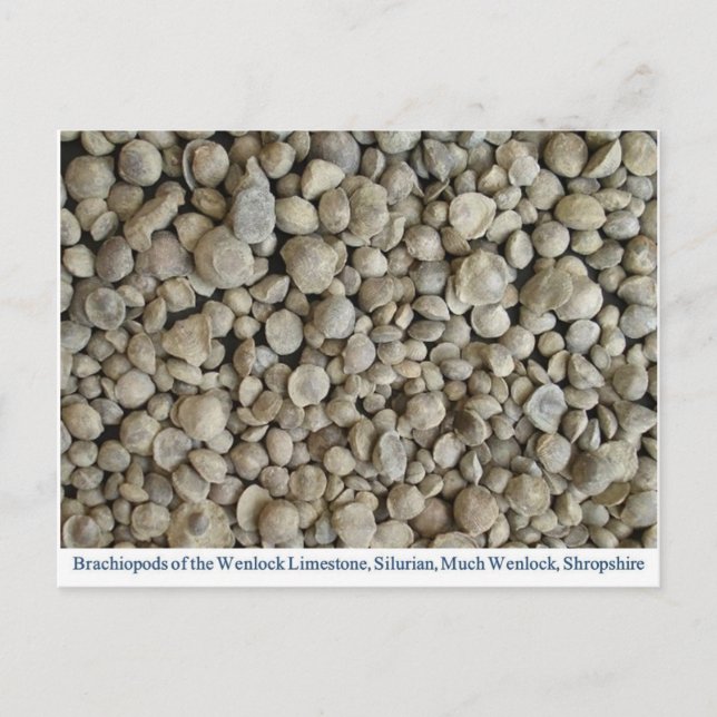 Postal Fósiles de braquiopodo de la caliza de Wenlock (Anverso)