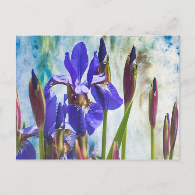 Postal Foto abstracta de Iris (Anverso)