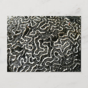 Postal Foto abstracta de la naturaleza Coral negro y blan